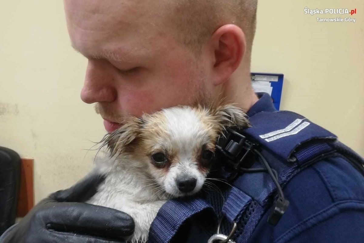 Policjanci uratowali pieska