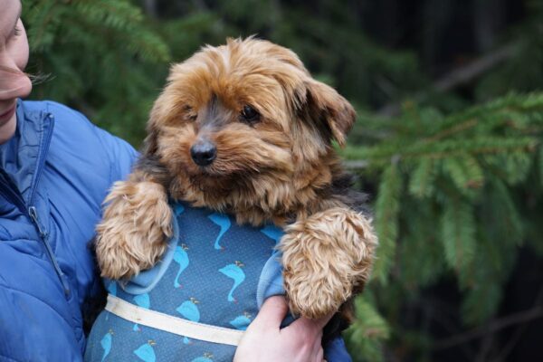 Porzucono 17 psów z pseudohodowli