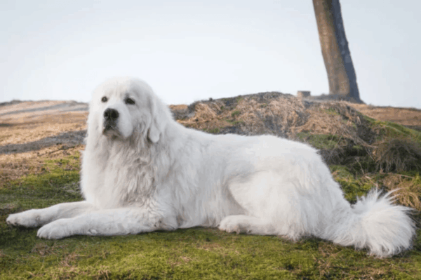 owczarek podhalański