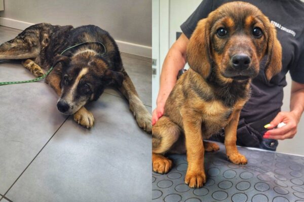 Psy odebrane spod Kalisza