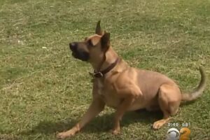 Rex
