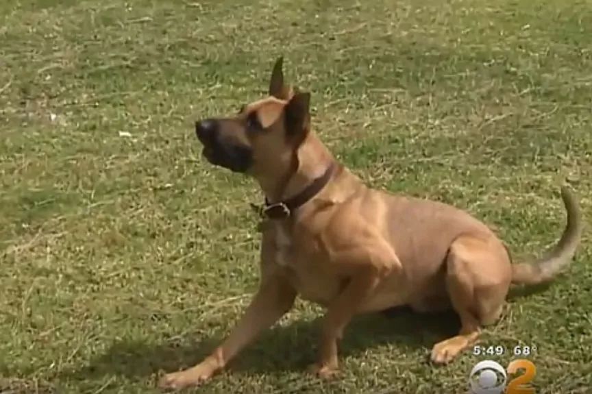 Rex
