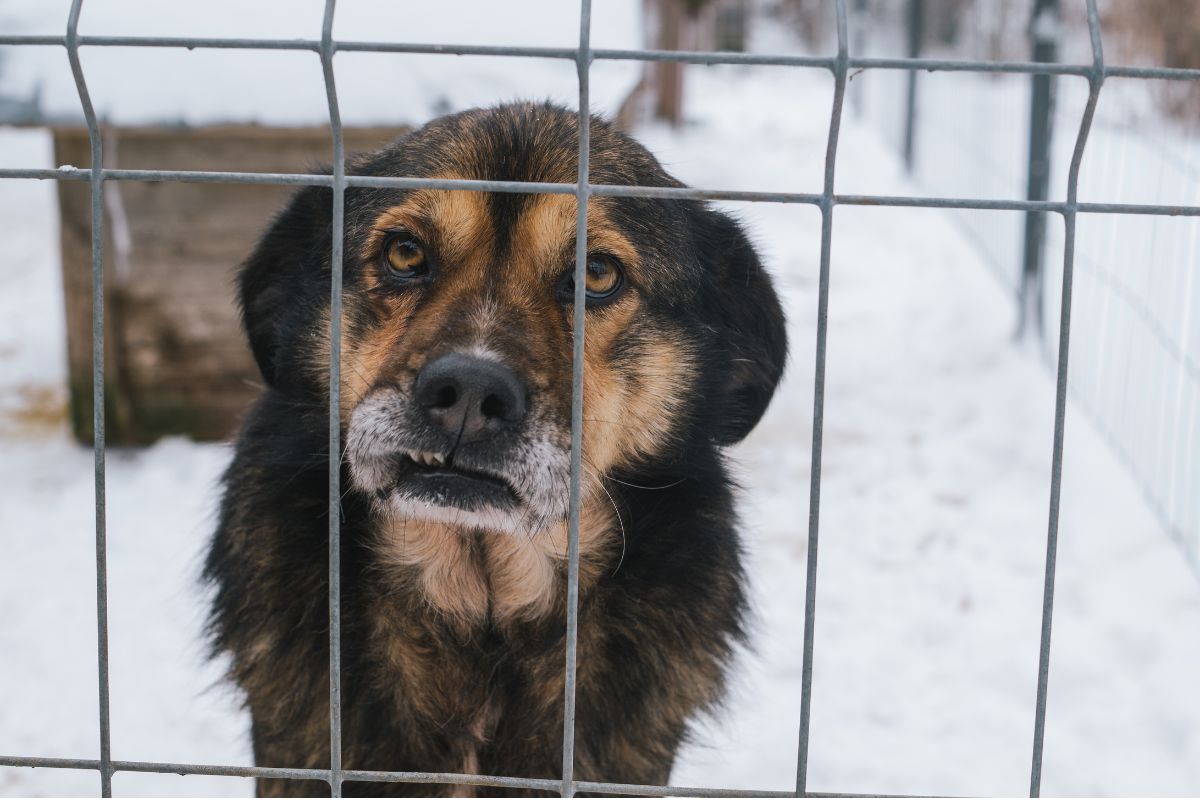 Schronisko dla Bezdomnych Zwierząt w Zamościu – akcja z Vet Expert