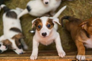 hej na adoptujących psy małe i w typie rasy