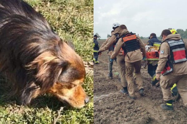 Skierka cały czas czuwał i ogrzewał ciało opiekuna