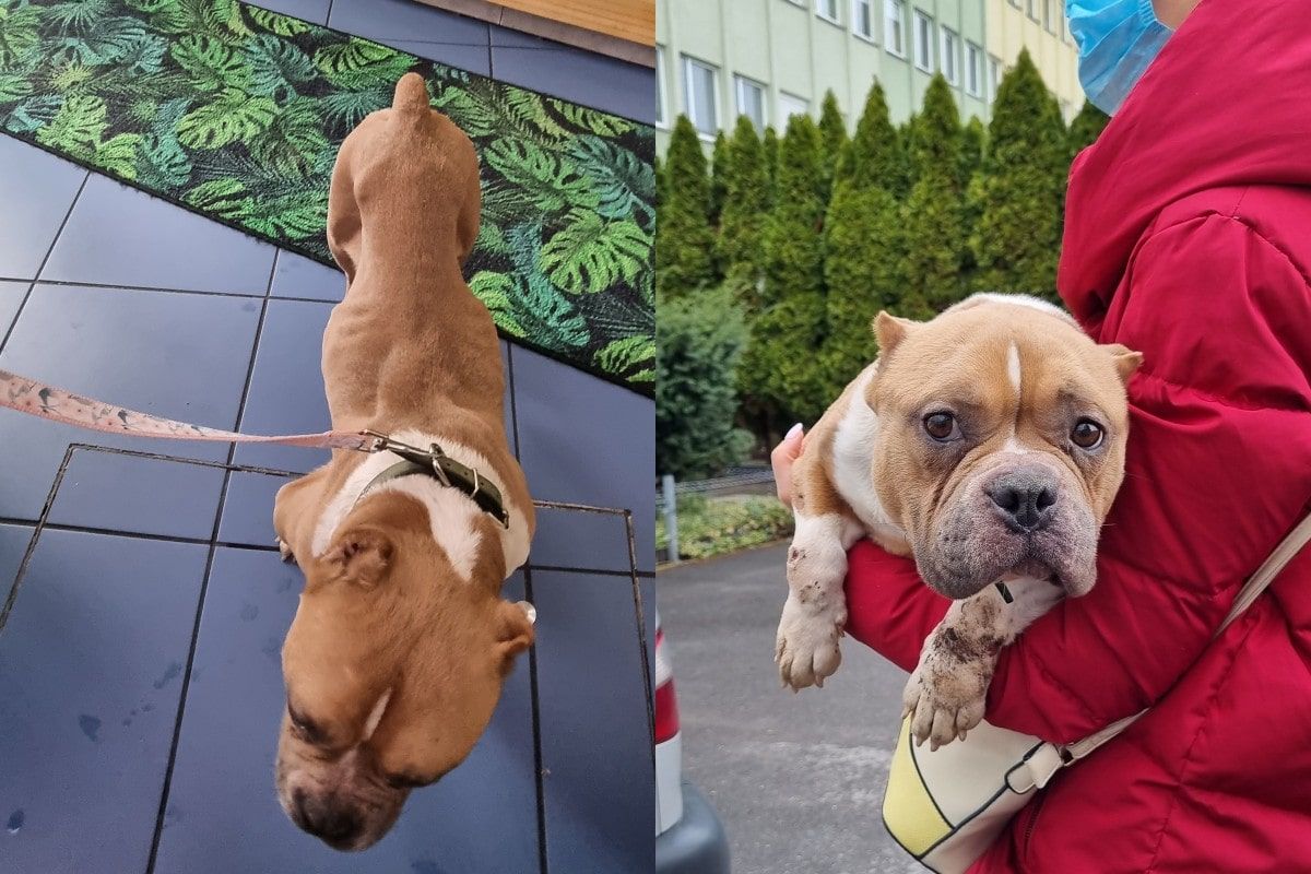 Skrajnie zaniedbana suczka z pseudohodowli