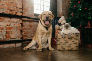Choinka w niebezpieczeństwie, pies i kot pozują obok choinki