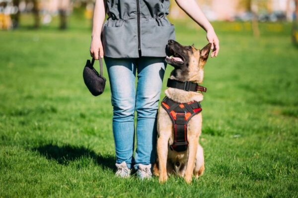 Rally obedience, czyli posłuszeństwo na luzie
