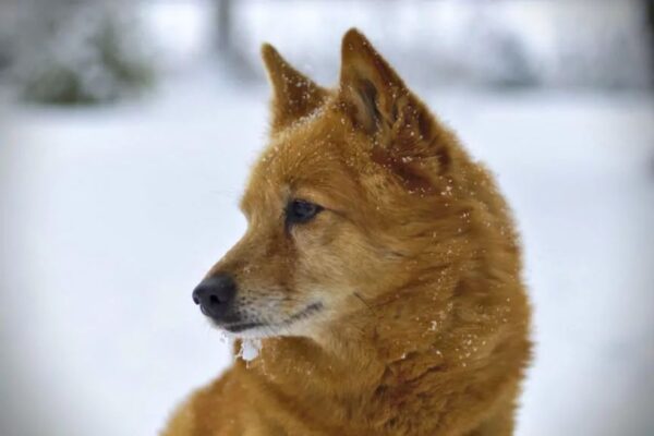 rasy Świętego Mikołaja