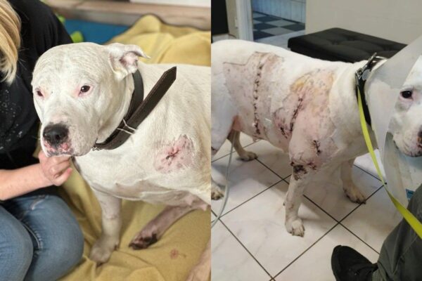 Zmasakrowana przez dziki suczka