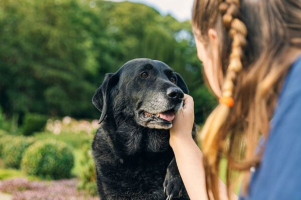 adopcja psa – historia Tosi
