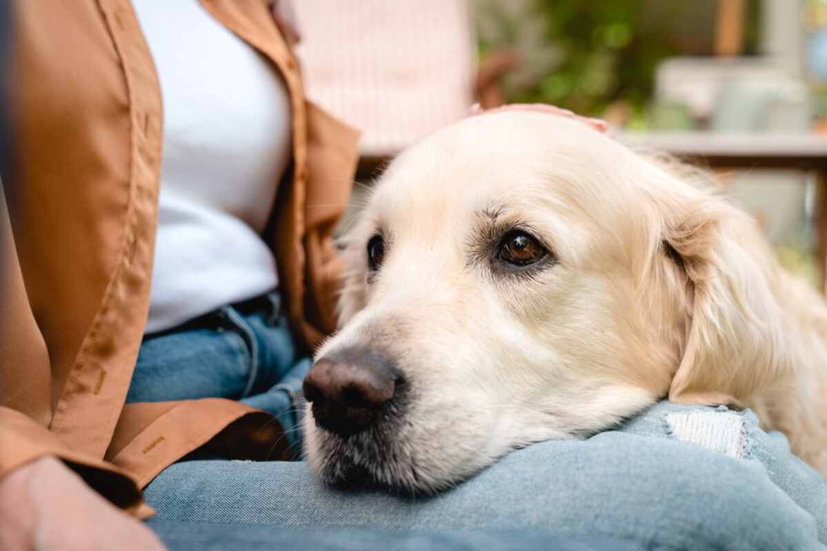 adoptowany pies przywiązuje się tylko do jednej osoby