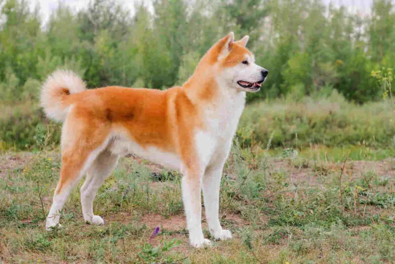 Akita Rhodesian Ridgeback Mix RHODESIAN RIDGEBACK - Rasy psów - Psy.pl