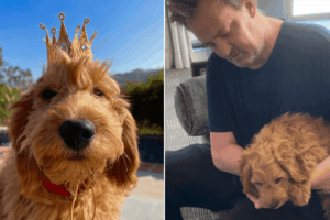 alfred pies matthew perry'ego