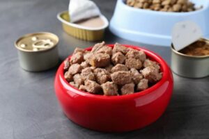 antybiotykooporne bakterie
