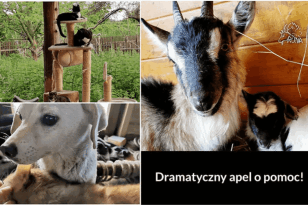 „Nie pozwól, by to miejsce zniknęło”. Fundacja Runa potrzebuje twojej pomocy!