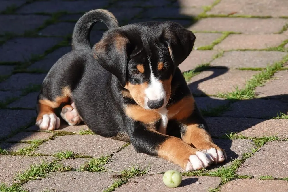 appenzeller szczeniak.jpg