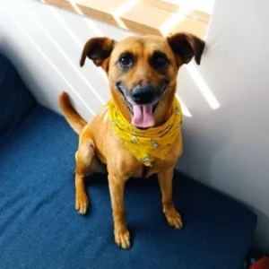 Fanta – pies do adopcji: 11 lat, Kundelek, Suczka