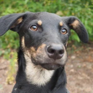 Alan – pies do adopcji: Kundelek, Pies