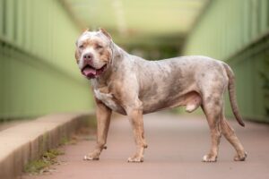 ban na american bully xl