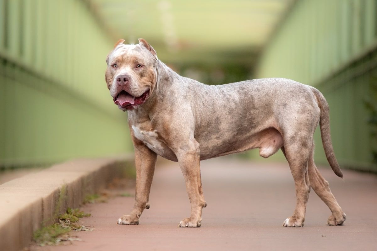 ban na american bully xl