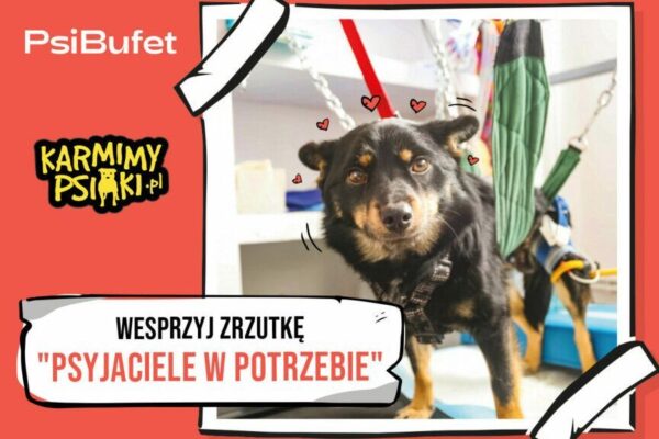 PsiBufet i Karmimy Psiaki pomagają bezdomnym psiakom! Nie bądź obojętny i wesprzyj zrzutkę