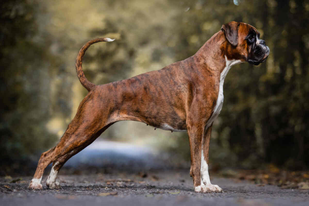 bokser
