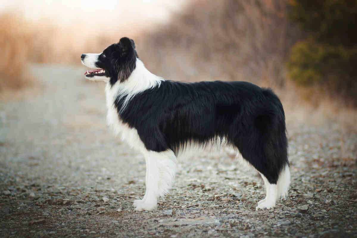 border collie