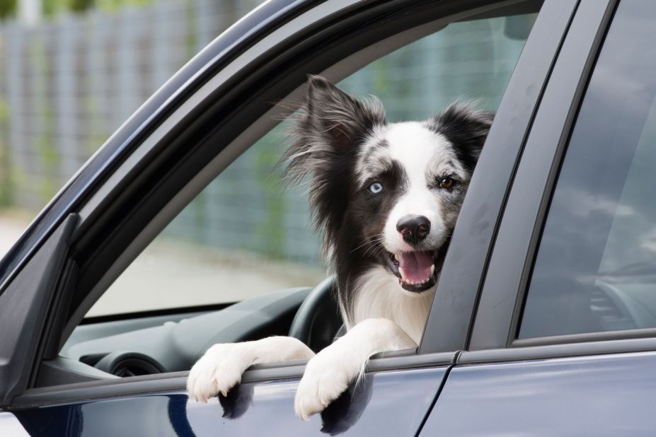 border collie za kierownica staranowal trzy auta