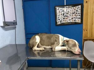 Była na tak krótkim łańcuchu, że nie mogła położyć głowy