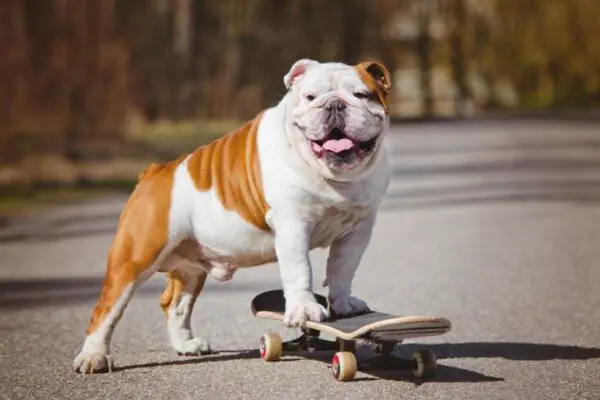Zanim kupisz buldoga angielskiego