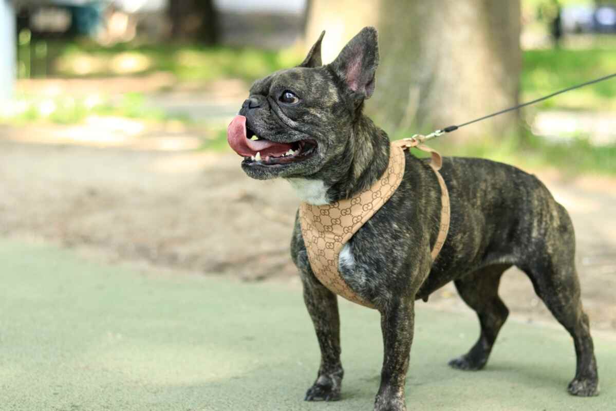 buldog francuski