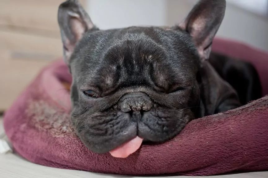 5 ras, które najgłośniej chrapią