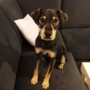 Emil – pies do adopcji: 6 lat, Kundelek, Pies