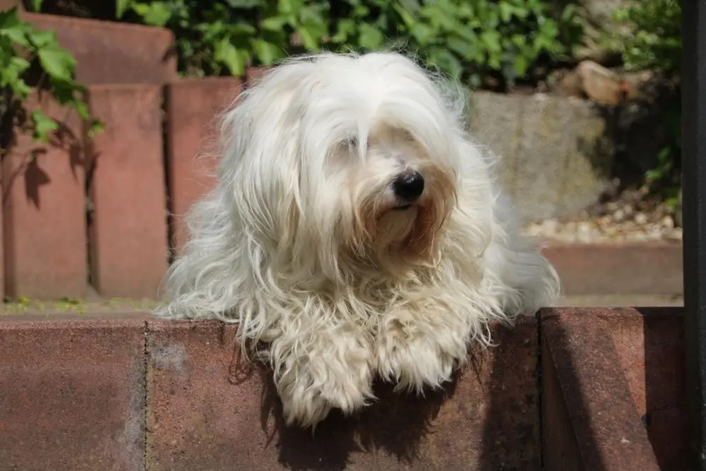coton de tulear 3.jpg