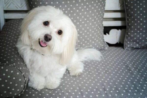 dwie godziny z życia psa coton