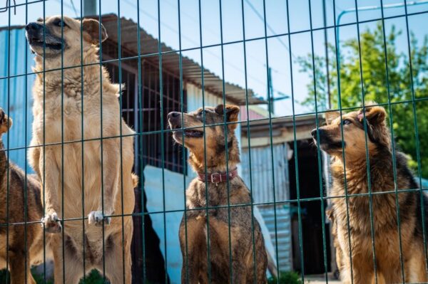 czasowy zakaz rozmnażania zwierząt
