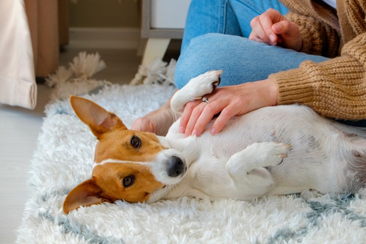 czego potrzebuje pies po adopcji