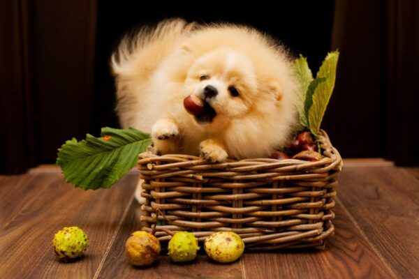 czy kasztany są trujące dla psów