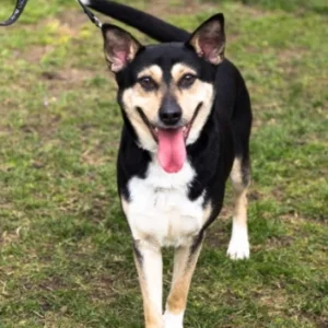 Rico – pies do adopcji: 5 lat, Kundelek, Pies