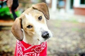 Daniel the Beagle uratowany od śmierci