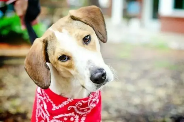 Daniel the Beagle uratowany od śmierci