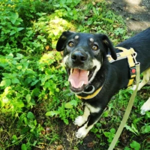 Skrum – pies do adopcji: Kundelek, Pies