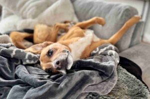 dlaczego pies chce spać w łóżku