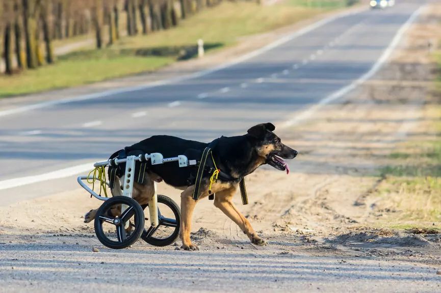 Wózek inwalidzki dla psa