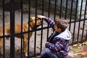 dzieci nie mogą adoptować psów