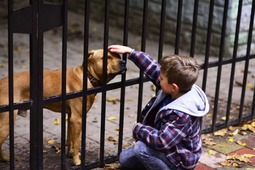 dzieci nie mogą adoptować psów