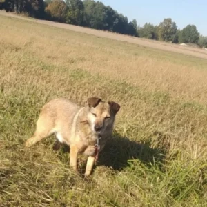 Lesio – pies do adopcji: 8 lat, Kundelek, Pies