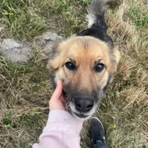 Emi – pies do adopcji: 8 lat, Kundelek, Suczka