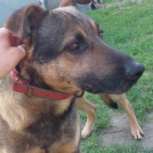 Niuniuś – pies do adopcji: 6 lat, Kundelek, Pies